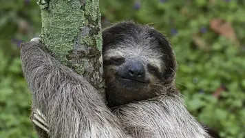 ThreeToeSloth_EN-CA14950365128_1366x768.webp