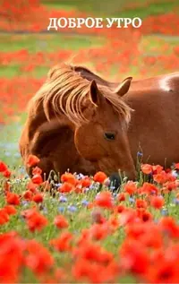 a422f30a80ab64b9febe98f1c9df8628.webp