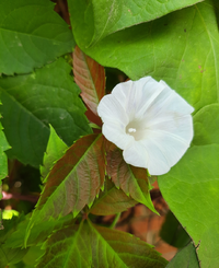 31036_Gallery.webp