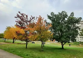 Screenshot_20220909-071445_Gallery.webp
