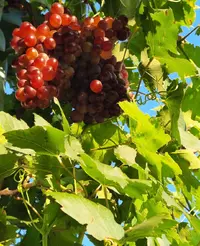 11454_Gallery.webp