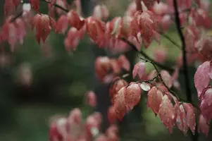04E68B4B-2E08-45EB-87E5-9590F4968054.webp