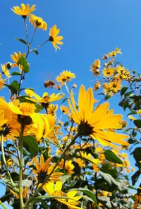 20938_d.webp