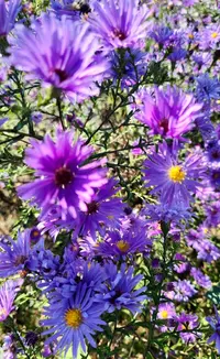 60821_Gallery.webp