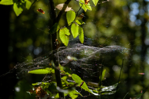 IMG_3723_copy_1280x853.webp