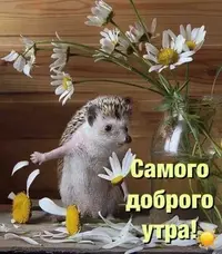 0ea736bc0b280b6a7376ffa4c3374b71.webp