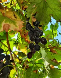 11746_Gallery.webp