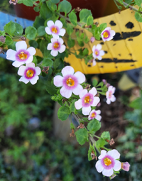 11904_Gallery.webp