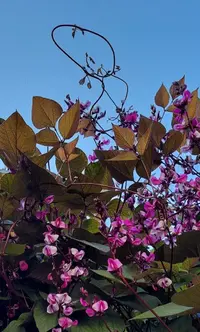 54540_Galler.webp