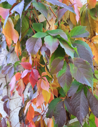 195558_Gallery.webp