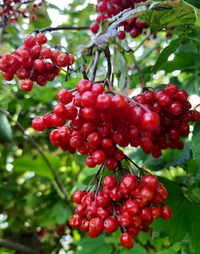 10940_Gallery.webp