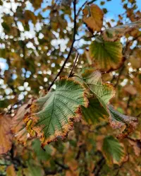 124047_Gallery.webp
