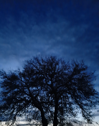 95913_Gallery.webp