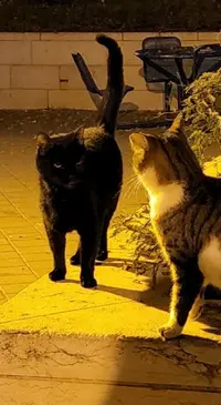 Screenshot_20221211-013546_Gallery.webp