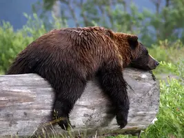 sleepy-grizzly-bear_22670_990x742.webp