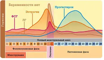 fazi-zhenskogo-cikla.webp