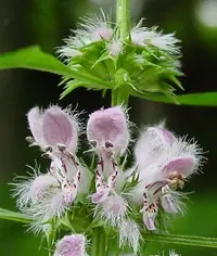 pustyrnik-2.webp