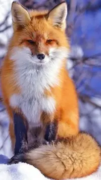 af6ae80f4aef31168dae6b449215df4d.webp