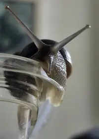 Screenshot_20230205-020037_Gallery.webp