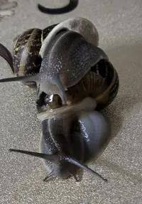 Screenshot_20230208-145255_Gallery.webp