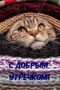 9364d6636768dbb999392759e58380c8.webp