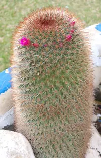 Screenshot_20230210-192744_Gallery.webp