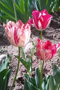 IMG_20230318_184004.webp