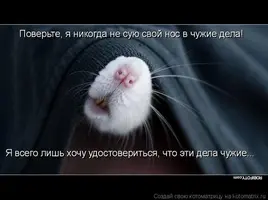 fe3600c0d4f7a9b3f5af20b6f4c4e03d_i-115.webp