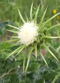 Screenshot_20230325-180606_Gallery.webp
