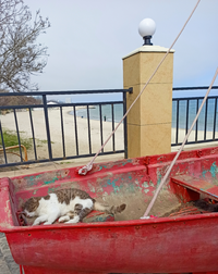 IMG_20230328_002200.webp