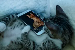cat-4793062_960_720.webp