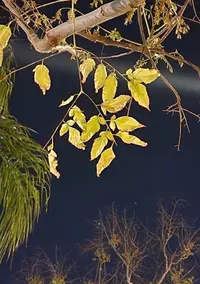 Screenshot_20230401-211644_Gallery.webp