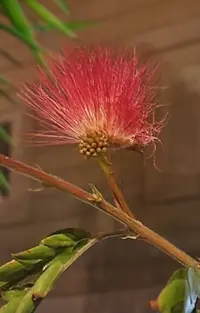 Screenshot_20230401-211707_Gallery.webp