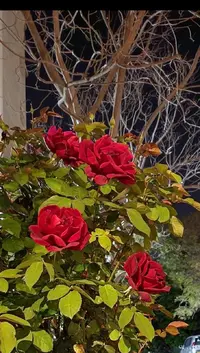 Screenshot_20230404-013629_Gallery.webp