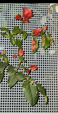 Screenshot_20230404-012046_Gallery.webp