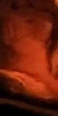 Screenshot_20230411-091027_Gallery.webp Screenshot_20230411-091027_Gallery.webp