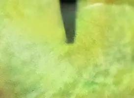 BW-Cat1.webp
