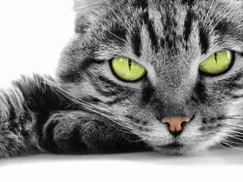 BW-Cat.webp