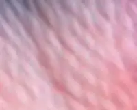 113.webp