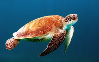 Ocean-Turtle-HD-Wallpapers-Pictures.webp
