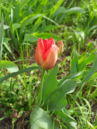 IMG_20230418_094718.webp