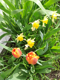 IMG_20230418_094539.webp