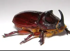 Screenshot_20230430-213626_Chrome.webp