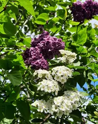 62833_Gallery.webp