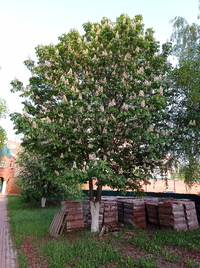 IMG_20230505_184740_resize_44.webp