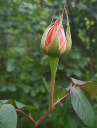 Ro999.webp