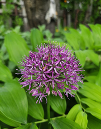 L02831_Gallery.webp