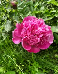 Г25257_Gallery.webp