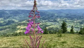 Screenshot_20230420_234259_Photos.webp