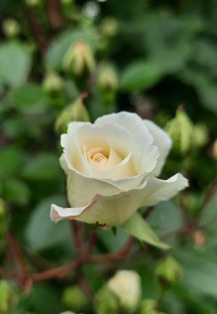 0788.webp